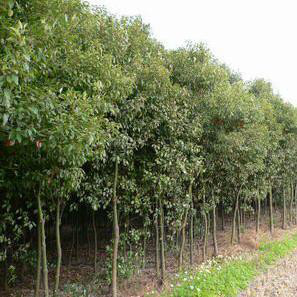 渝逸苗木种植场大量批发3公分香樟苗/大叶香樟树米经3cm