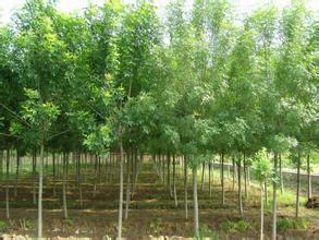 常熟白腊木种植创造变化