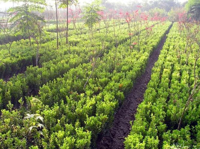 采购绿化苗木时需不需要到场看绿化苗木质量?