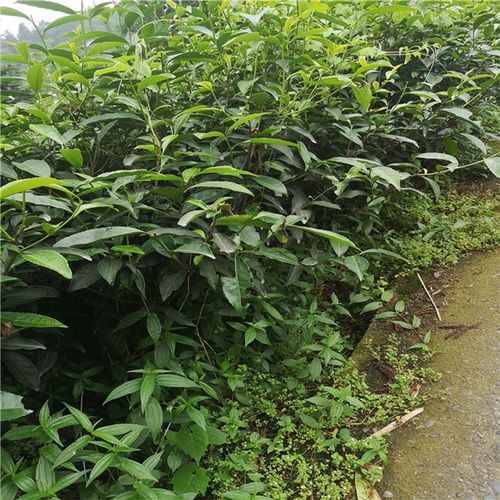 基地批发奶白茶树苗 黄金芽茶叶苗绿茶树苗 园林种植梅占茶树绿植